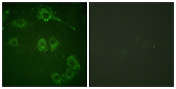 COT antibody