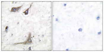 Cox-1 rabbit pAb