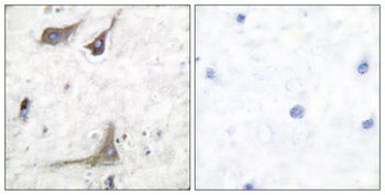 Cox-1 antibody