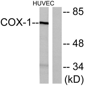 Cox-1 rabbit pAb