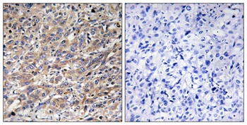 COX17 antibody