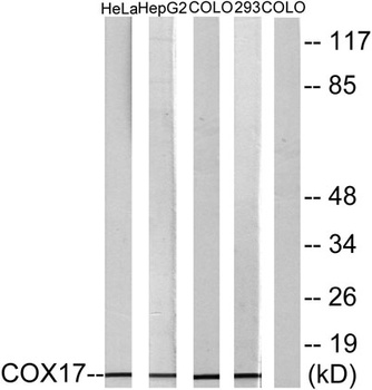 COX17 rabbit pAb