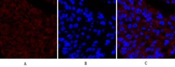 Cox-2 rabbit pAb