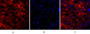 Cox2 antibody