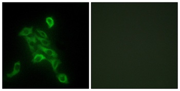 COX6c antibody