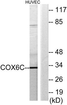 COX6c rabbit pAb