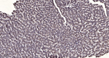 COX6c antibody