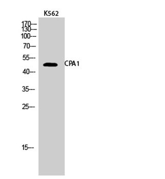 CPA1 rabbit pAb Antibody