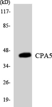 CPA5 rabbit pAb