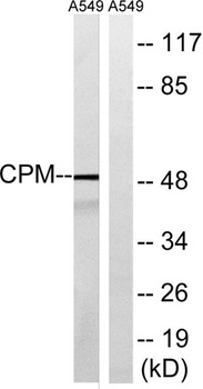 CPM antibody