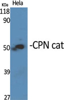 CPN cat rabbit pAb