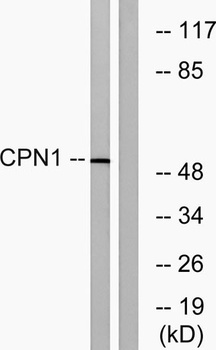 CPN cat rabbit pAb