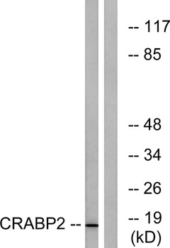 CRABP-II antibody