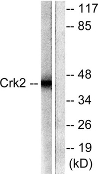 Crk II antibody