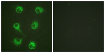 Crk-L antibody