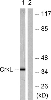 Crk-L rabbit pAb
