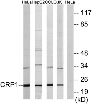 CRP1 rabbit pAb