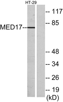 CRSP77 rabbit pAb