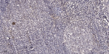 CRSP77 rabbit pAb