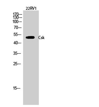 Csk antibody