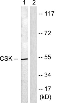 Csk rabbit pAb