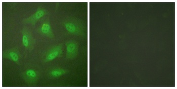 CSN3 rabbit pAb