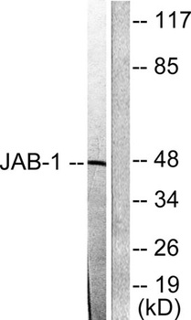 CSN3 rabbit pAb
