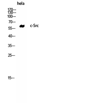 c-Src rabbit pAb