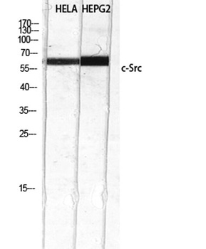c-Src rabbit pAb
