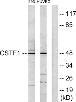CstF-50 rabbit pAb