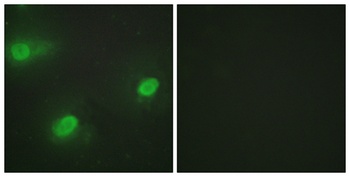 CstF-64 antibody