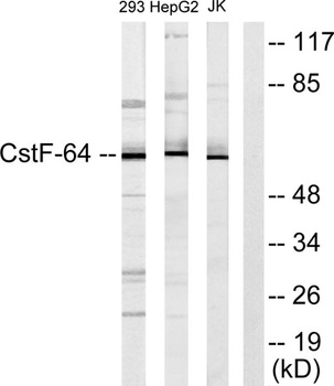 CstF-64 rabbit pAb