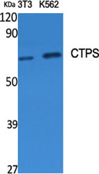 CTPS antibody