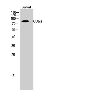 CUL-2 rabbit pAb