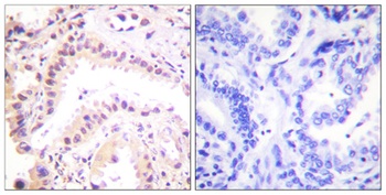 CUL-2 antibody