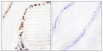 CUL-3 antibody