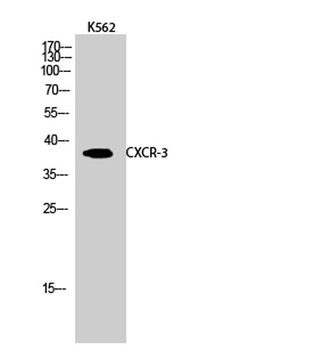 CXCR-3 rabbit pAb