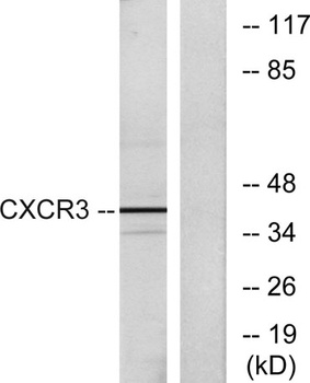 CXCR-3 rabbit pAb