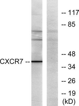 CXCR-7 rabbit pAb