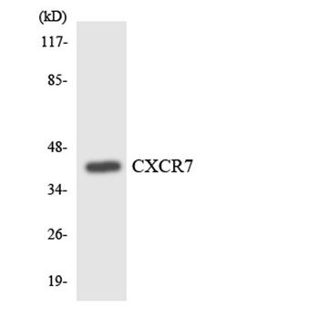 CXCR-7 rabbit pAb