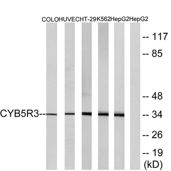 CYB5R3 rabbit pAb
