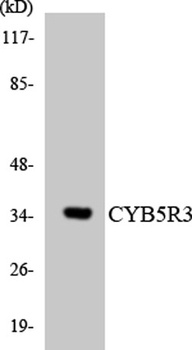 CYB5R3 rabbit pAb
