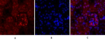 Cyclin A antibody