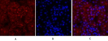 Cyclin A antibody