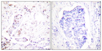 Cyclin A1 antibody