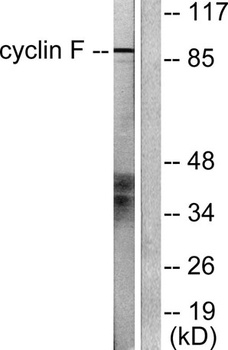 Cyclin F antibody