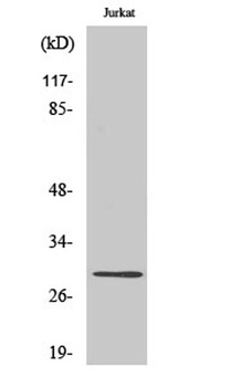 Cyclin G rabbit pAb Antibody