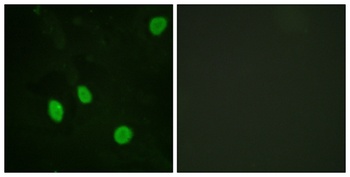 Cyclin H antibody