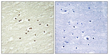 Cyclin H antibody