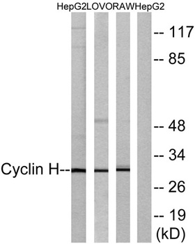 Cyclin H rabbit pAb